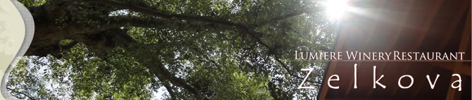 Zelkova�ڥ��륳�С�