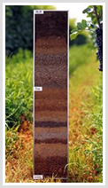 The soil